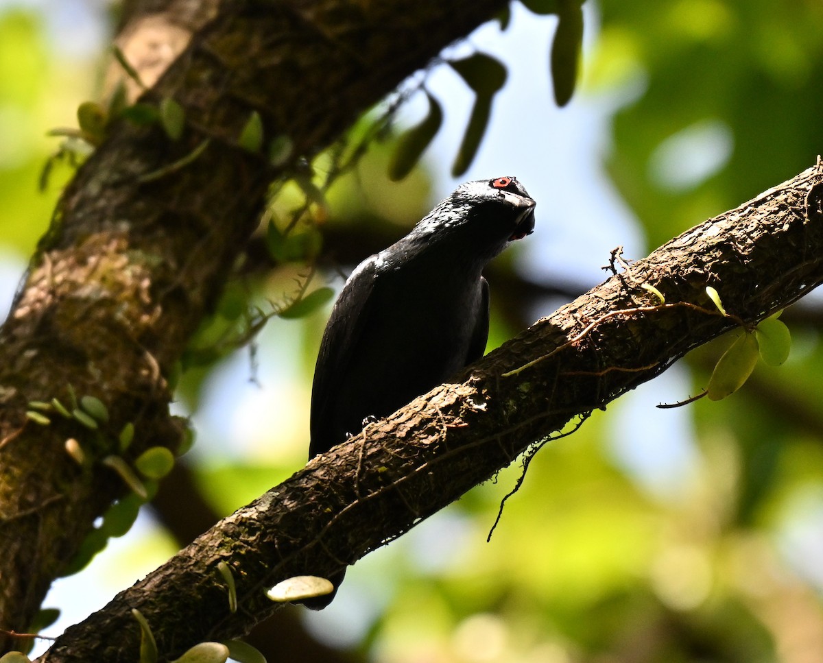 Asian Glossy Starling - ML642049023