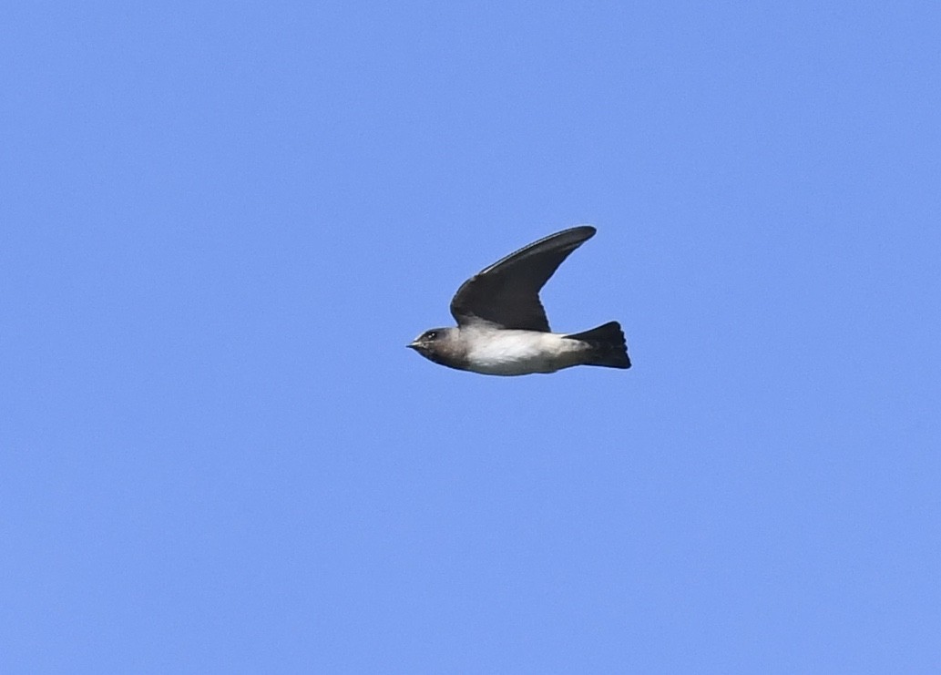 Hirondelle à front blanc - ML642049029