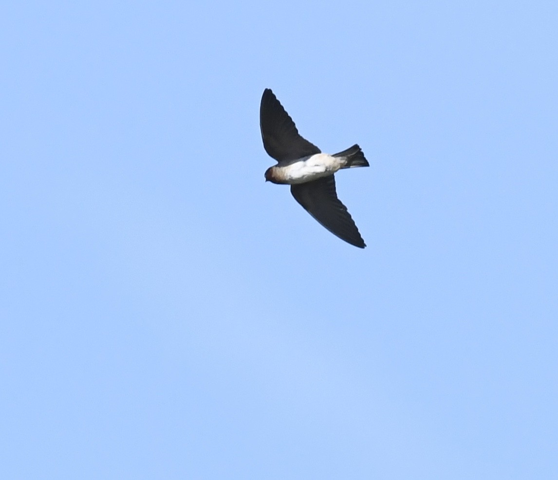 Hirondelle à front blanc - ML642049032