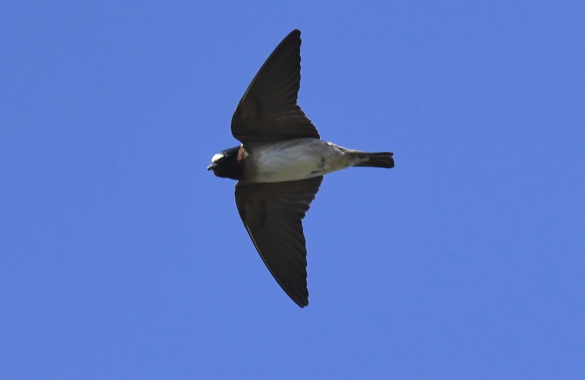 Hirondelle à front blanc - ML642049033