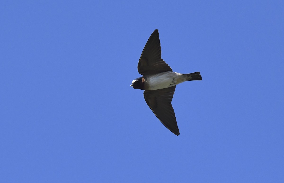 Hirondelle à front blanc - ML642049034