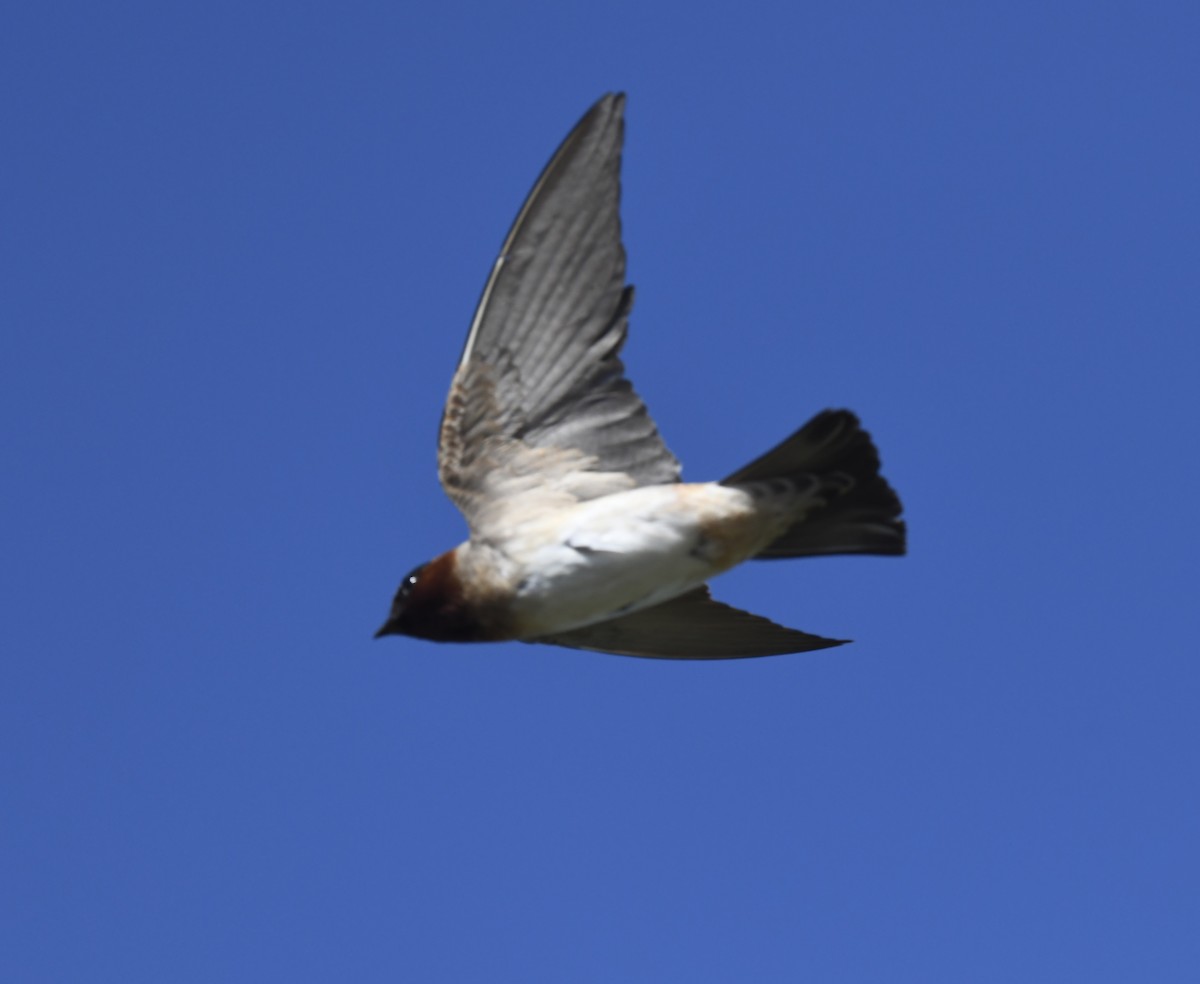 Hirondelle à front blanc - ML642049037