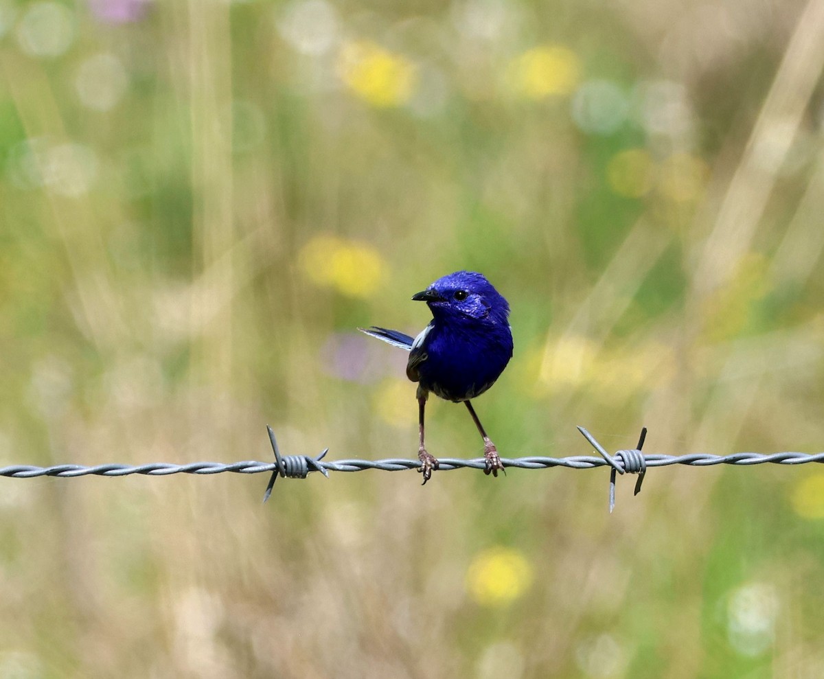 White-winged Fairywren - ML642049039