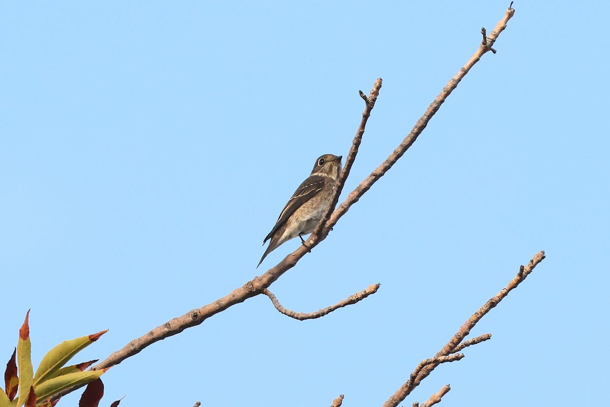 Dark-sided Flycatcher - ML642049043
