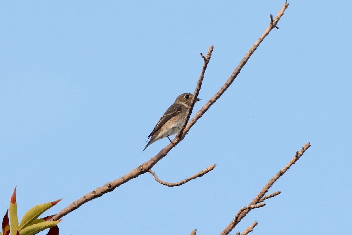 Dark-sided Flycatcher - ML642049044