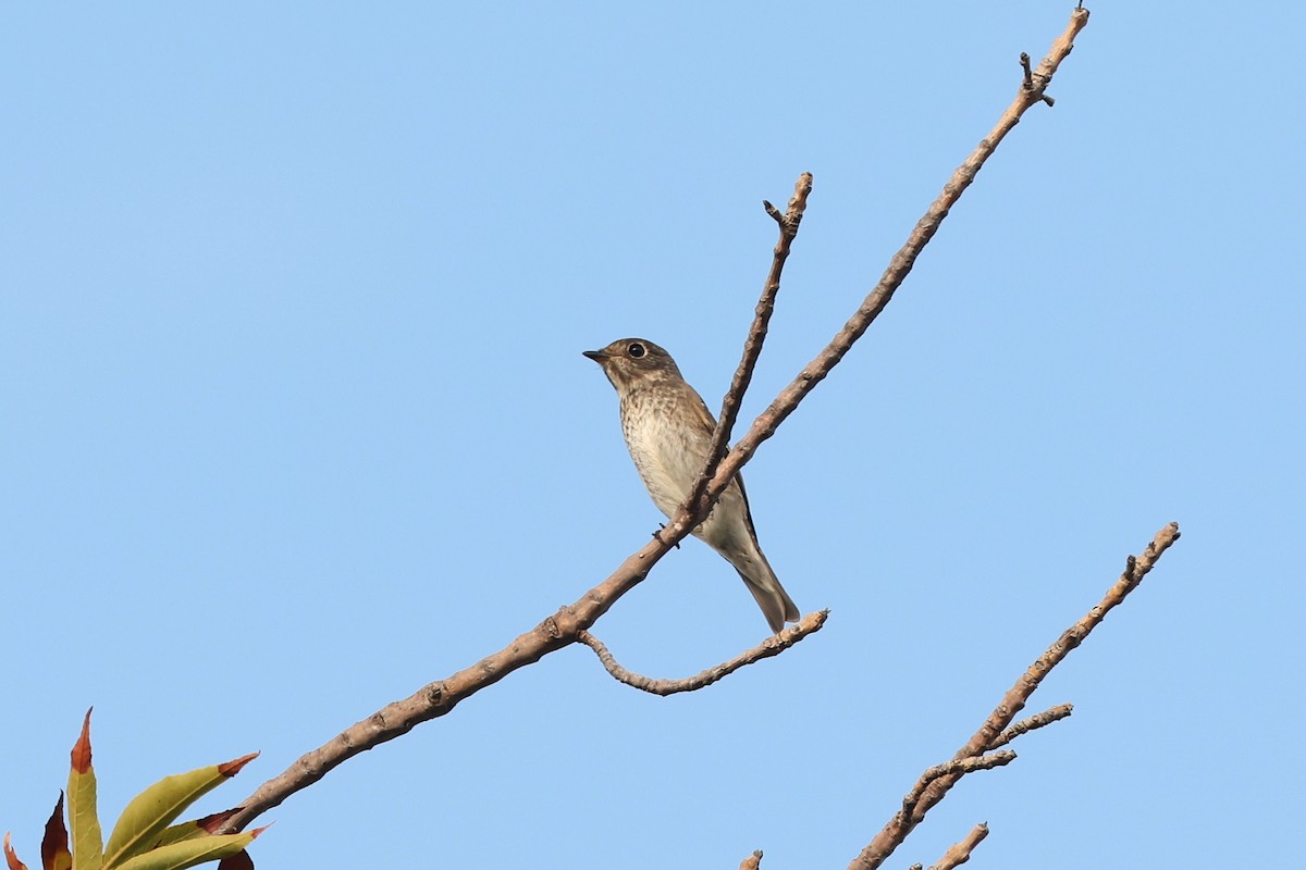 Dark-sided Flycatcher - ML642049045