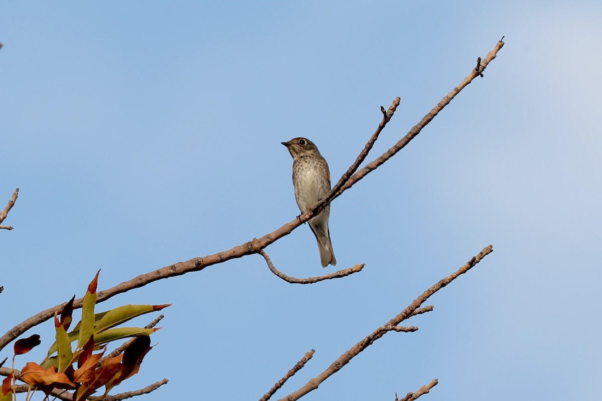 Dark-sided Flycatcher - ML642049046