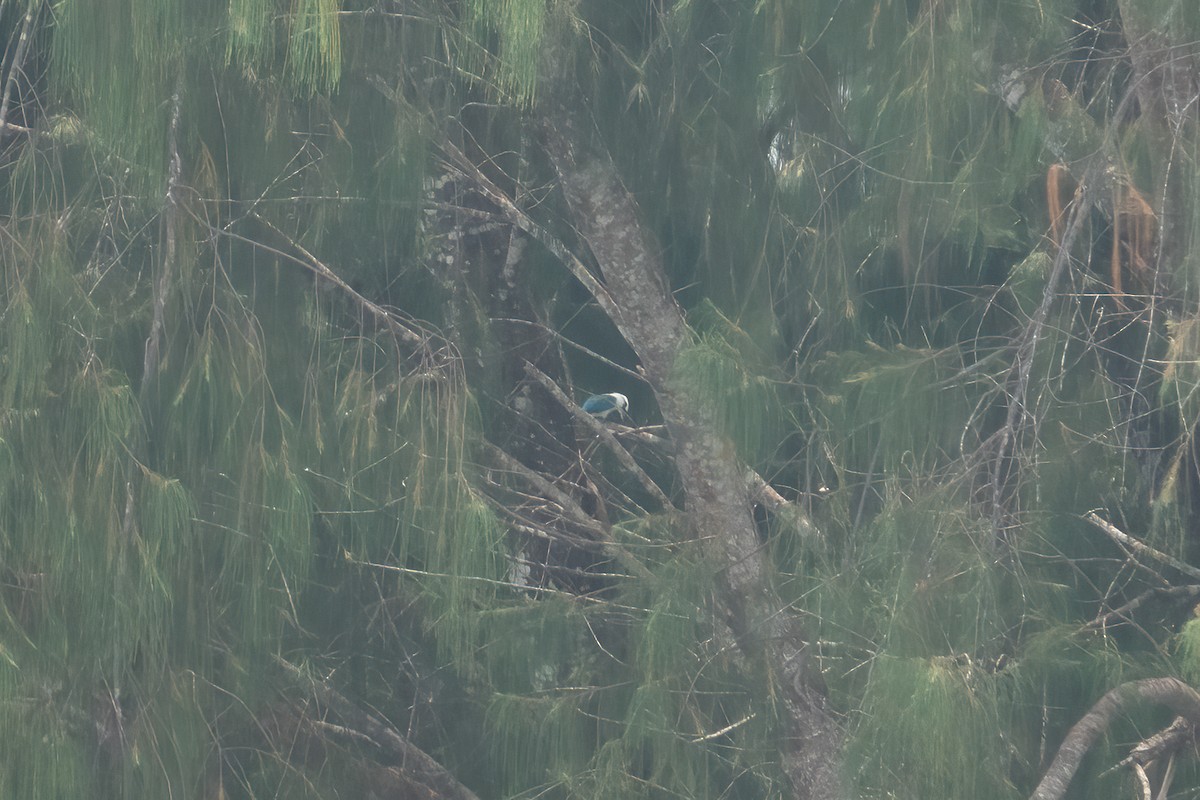 Beach Kingfisher (Beach) - ML642049055