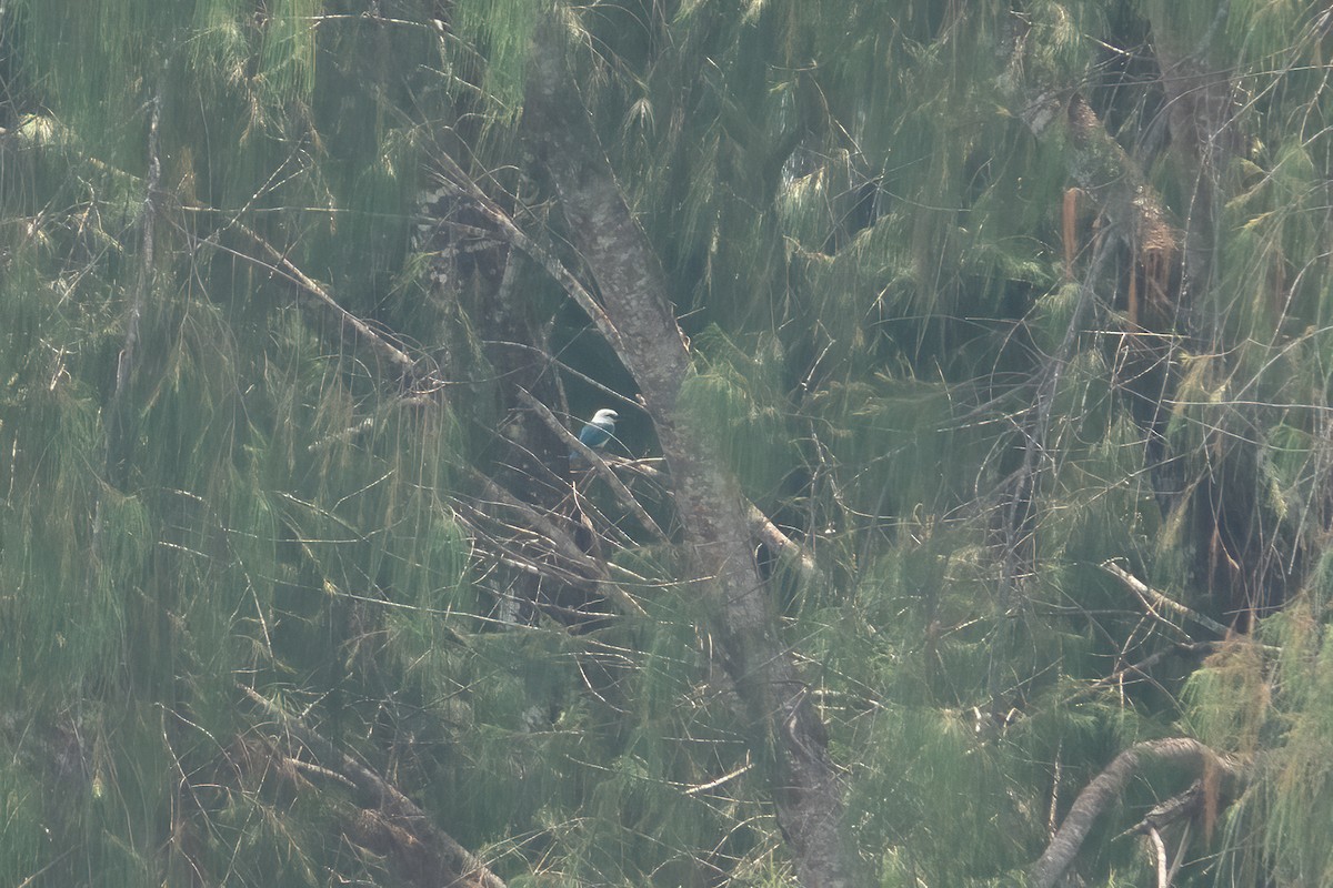 Beach Kingfisher (Beach) - ML642049056