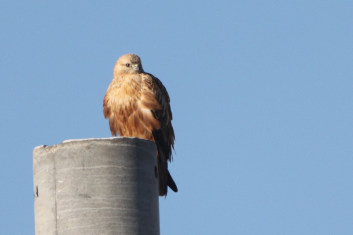 Long-legged Buzzard - ML642049060
