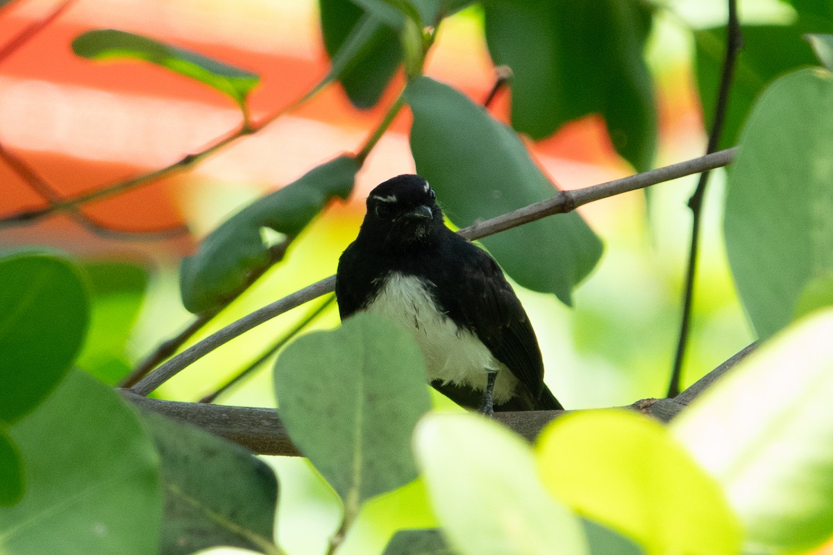 Willie-wagtail - ML642049064