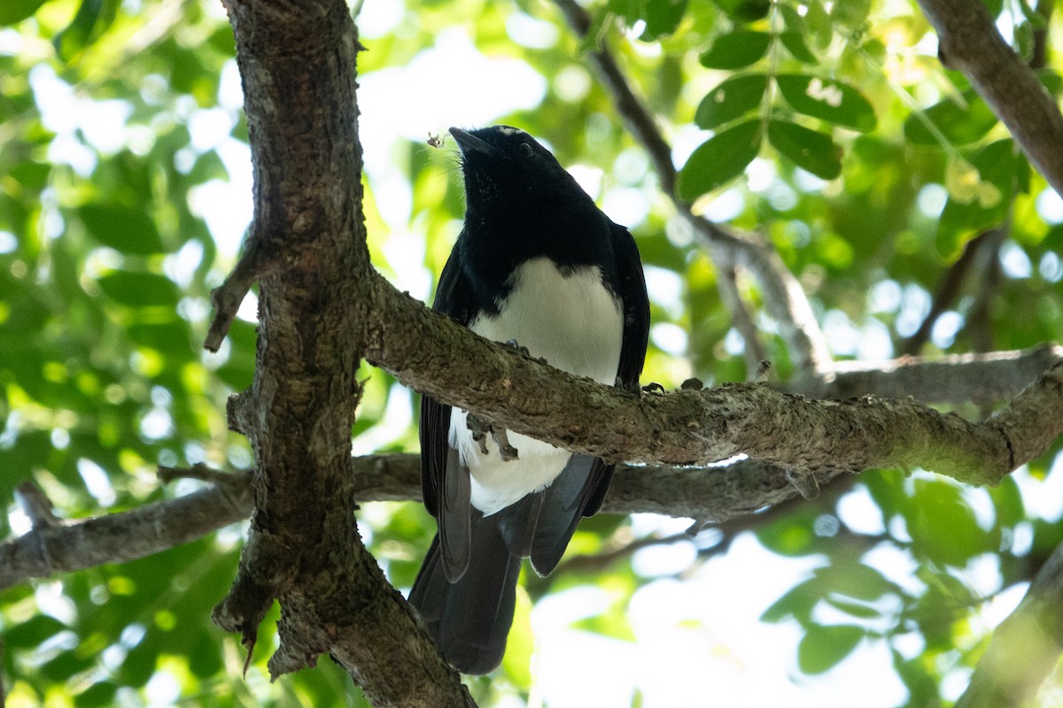 Willie-wagtail - ML642049065