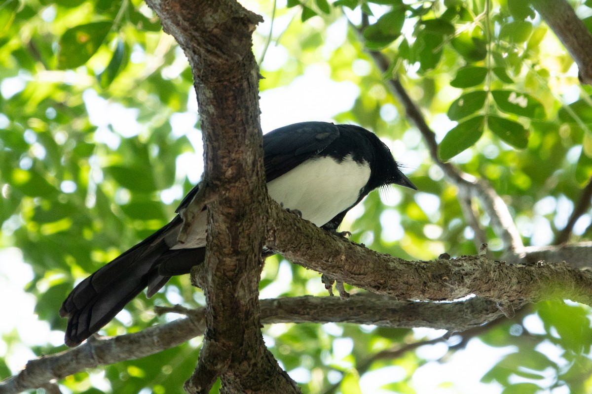 Willie-wagtail - ML642049066