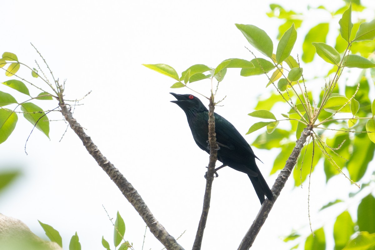 Metallic Starling - ML642049072