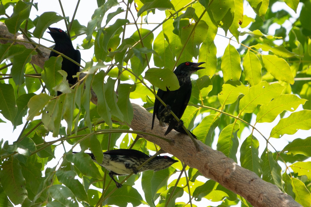 Metallic Starling - ML642049073