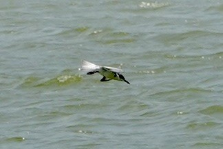 Bridled Tern - ML642049075