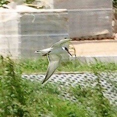 Bridled Tern - ML642049076