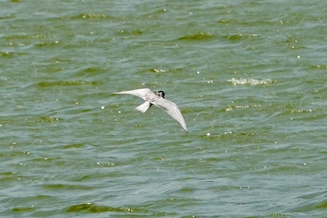 Bridled Tern - ML642049077