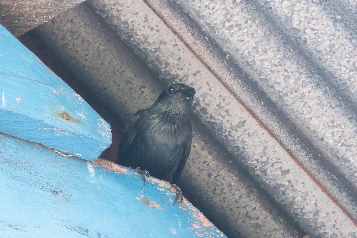 Moluccan Starling - ML642049079