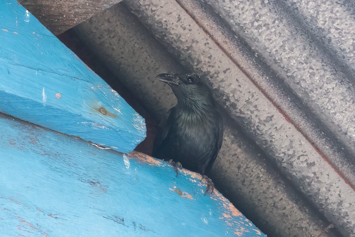 Moluccan Starling - ML642049080