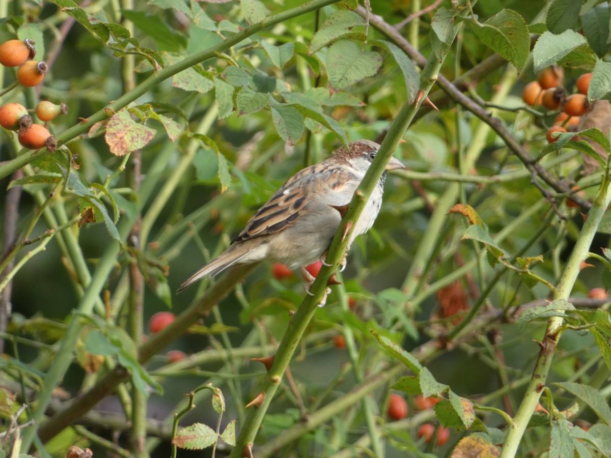 House Sparrow - ML642049104