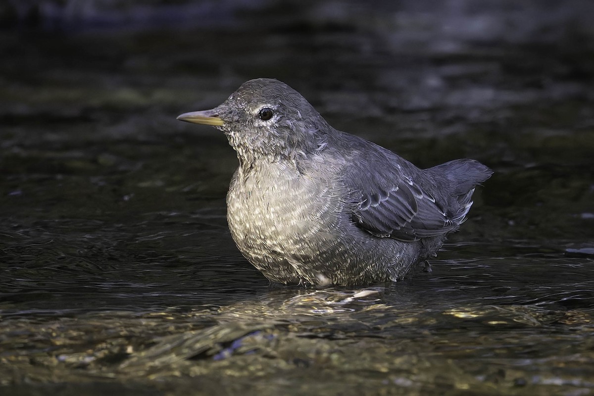 Grauwasseramsel - ML642049114