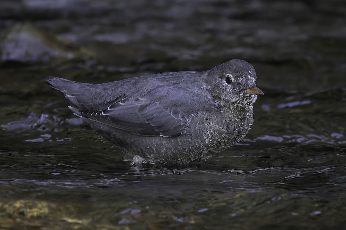 Grauwasseramsel - ML642049116
