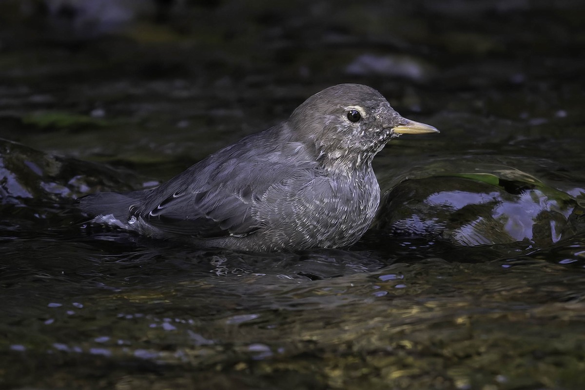 Grauwasseramsel - ML642049117