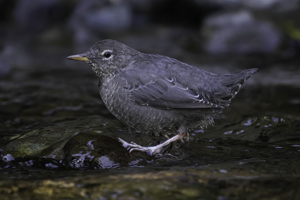 Grauwasseramsel - ML642049118