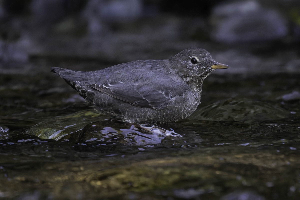 Grauwasseramsel - ML642049119