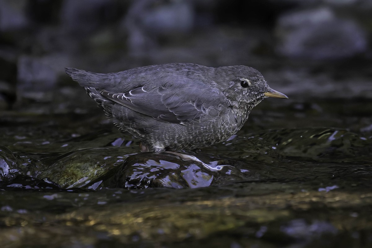 Grauwasseramsel - ML642049120