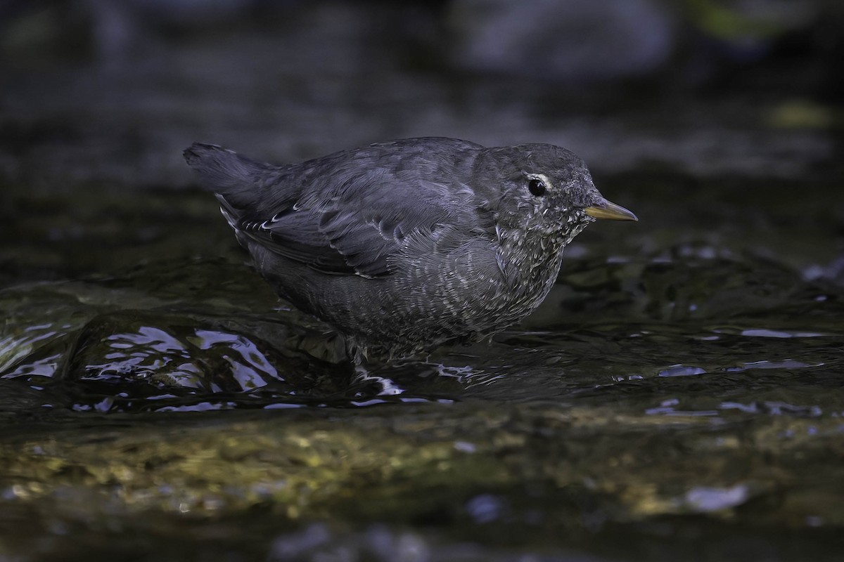 Grauwasseramsel - ML642049121
