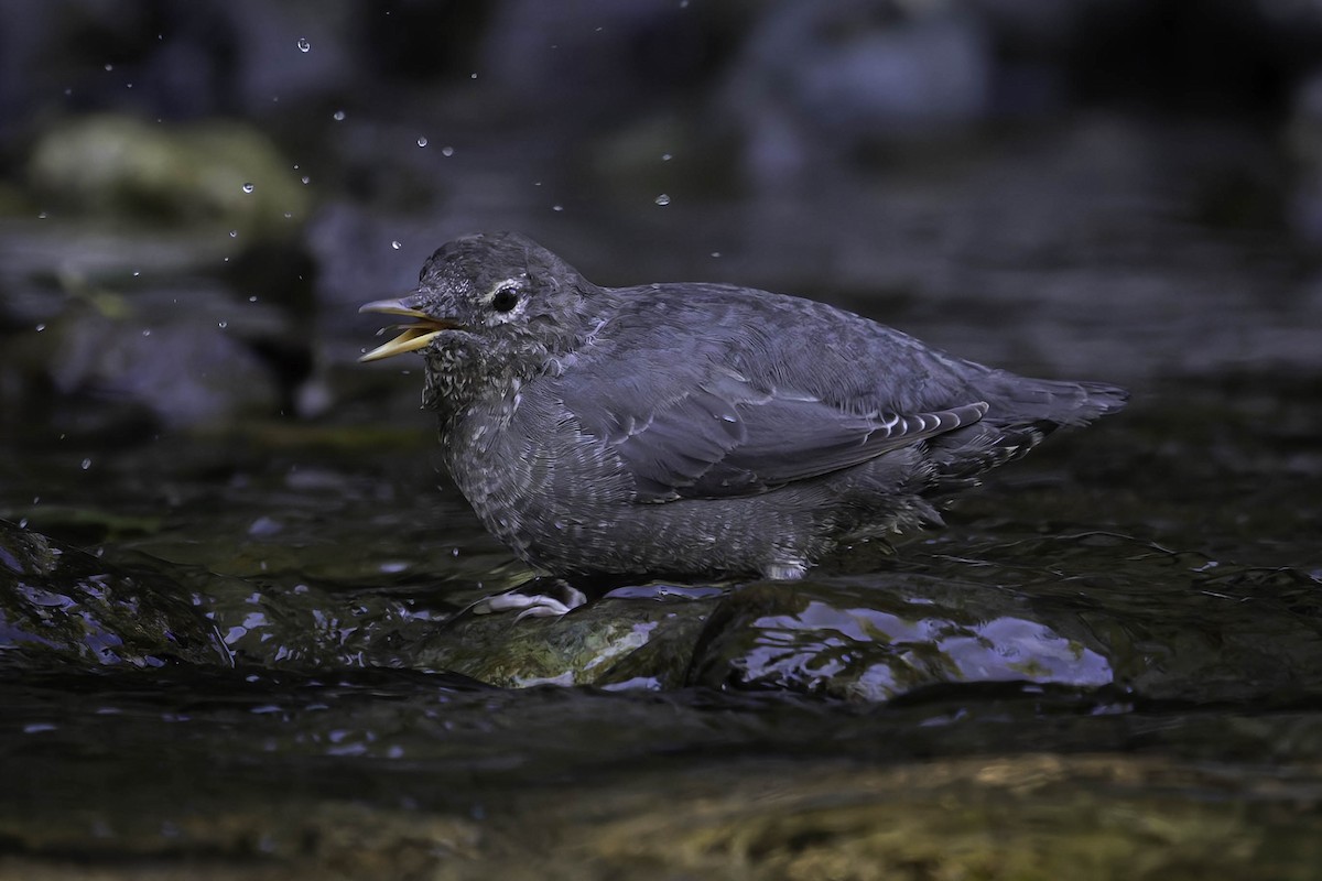 Grauwasseramsel - ML642049122