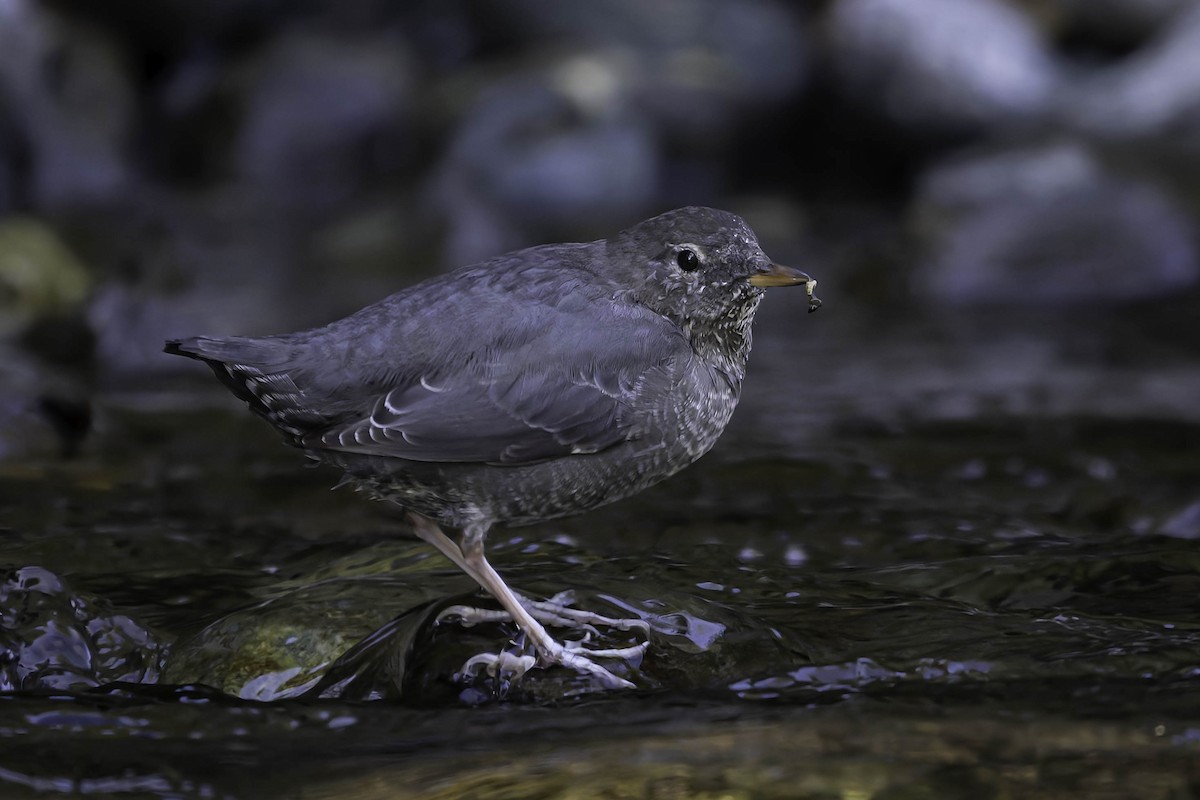 Grauwasseramsel - ML642049123