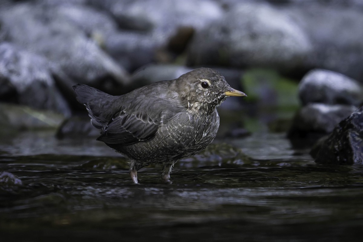 Grauwasseramsel - ML642049124