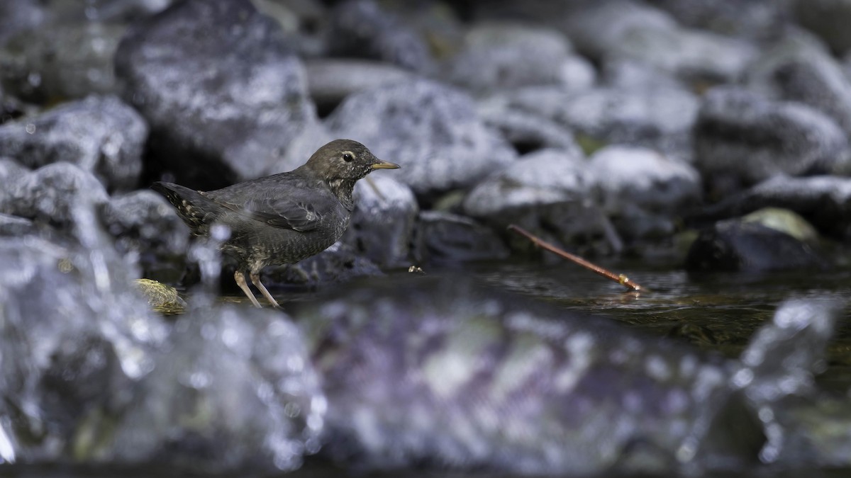 Grauwasseramsel - ML642049126