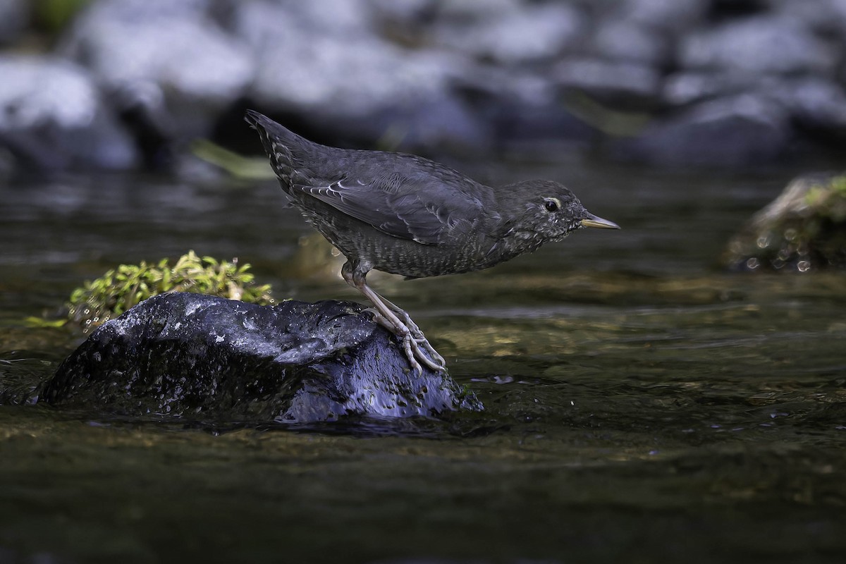Grauwasseramsel - ML642049127