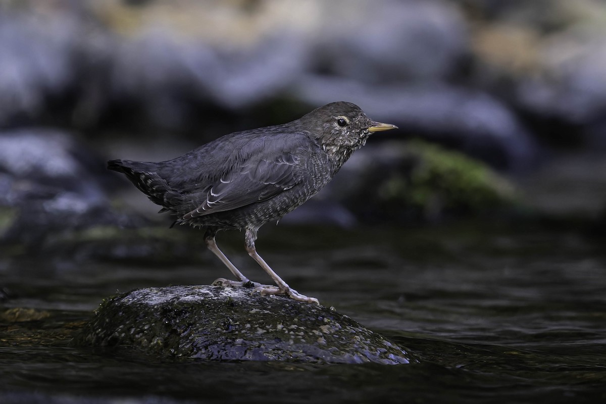 Grauwasseramsel - ML642049128