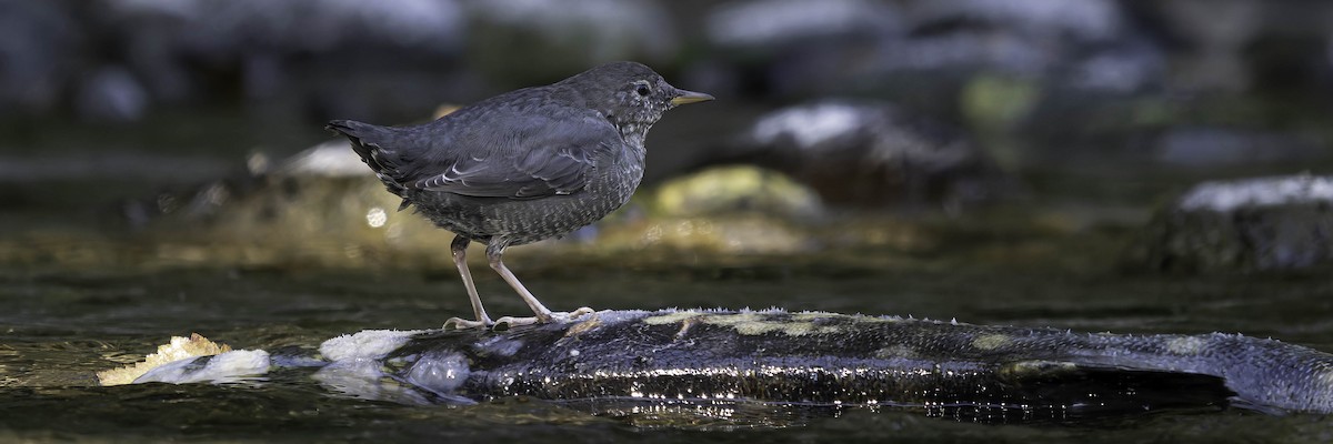 Grauwasseramsel - ML642049129