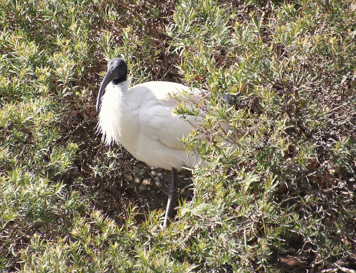 Australian Ibis - ML642049156