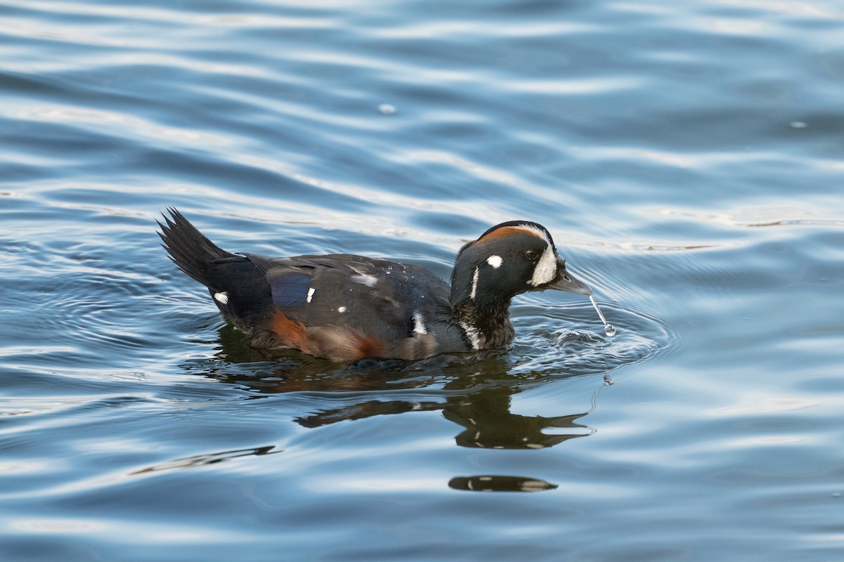 Harlequin Duck - ML642049157