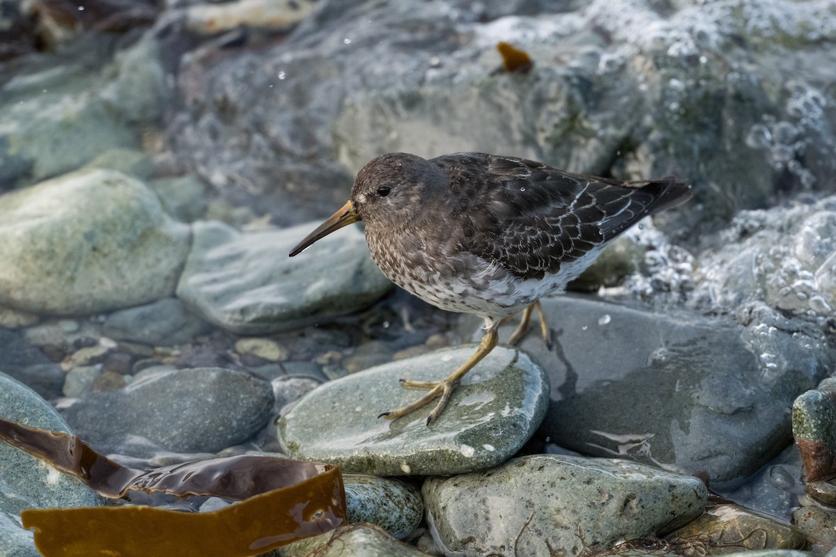 Rock Sandpiper - ML642049158