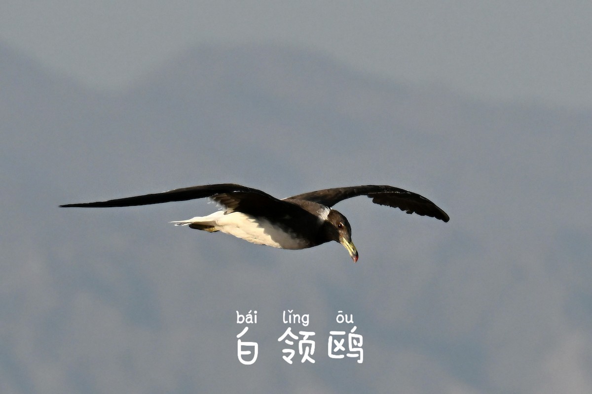 Sooty Gull - ML642049184