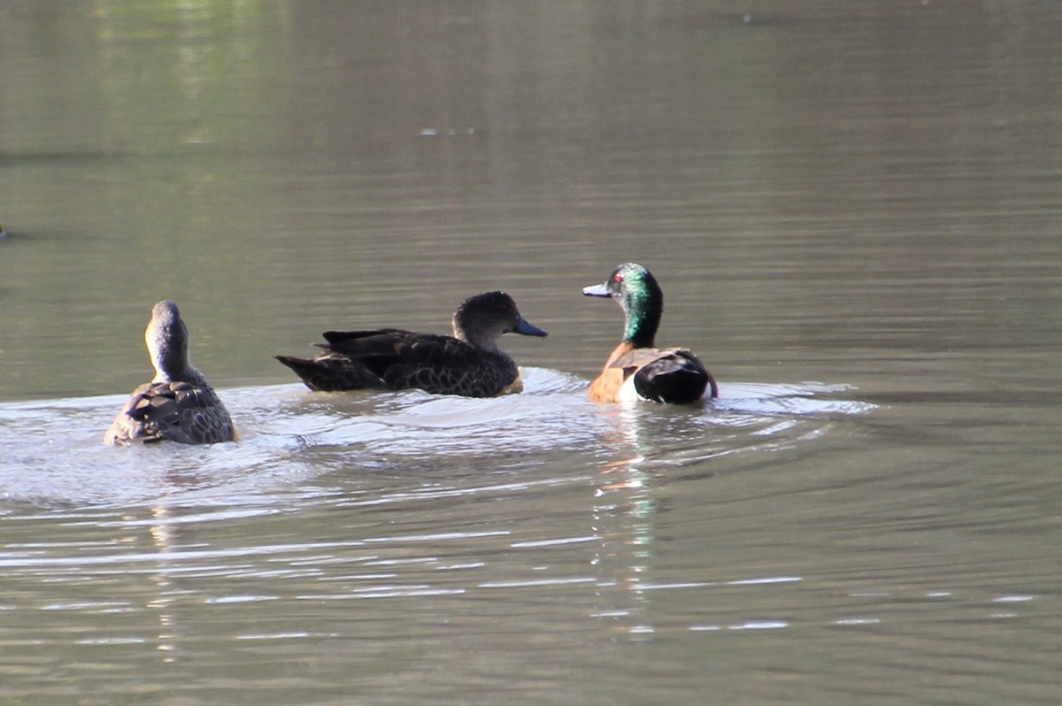 Chestnut Teal - ML642049185