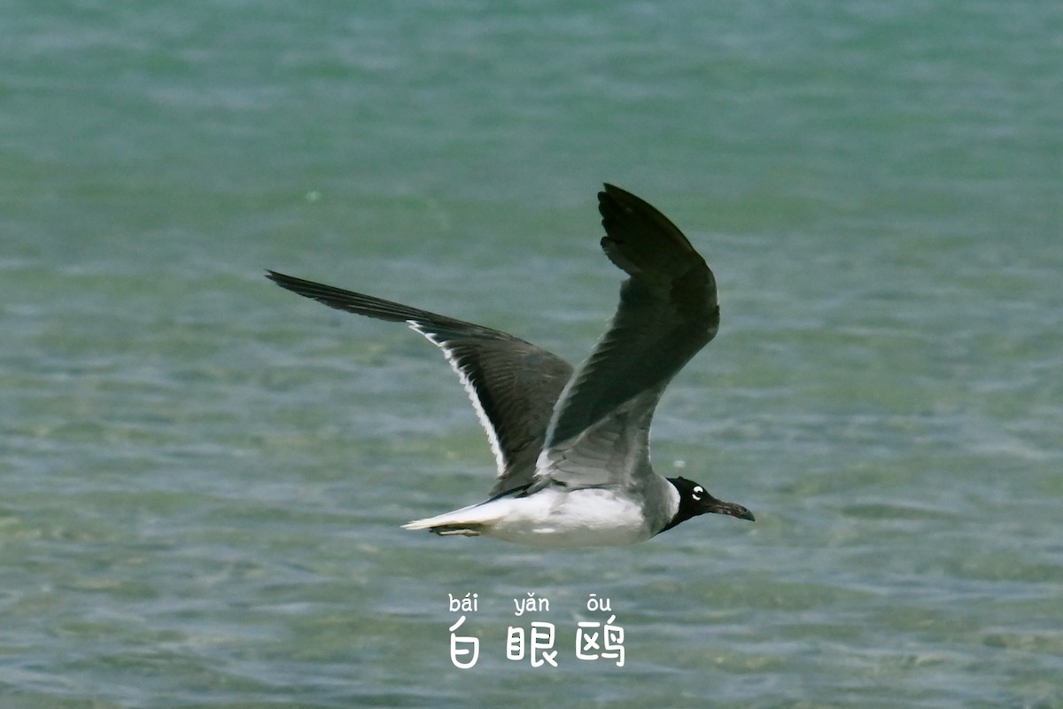 White-eyed Gull - ML642049187