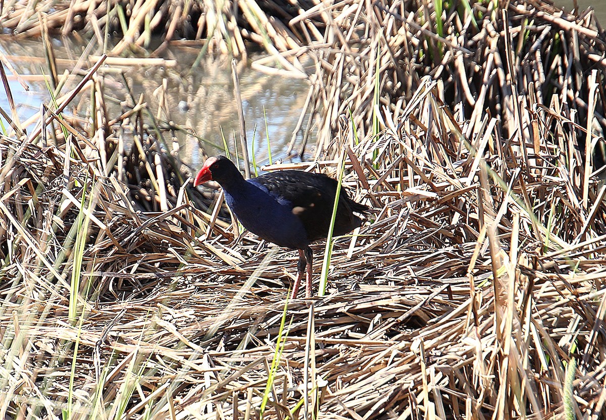 Australasian Swamphen - ML642049192
