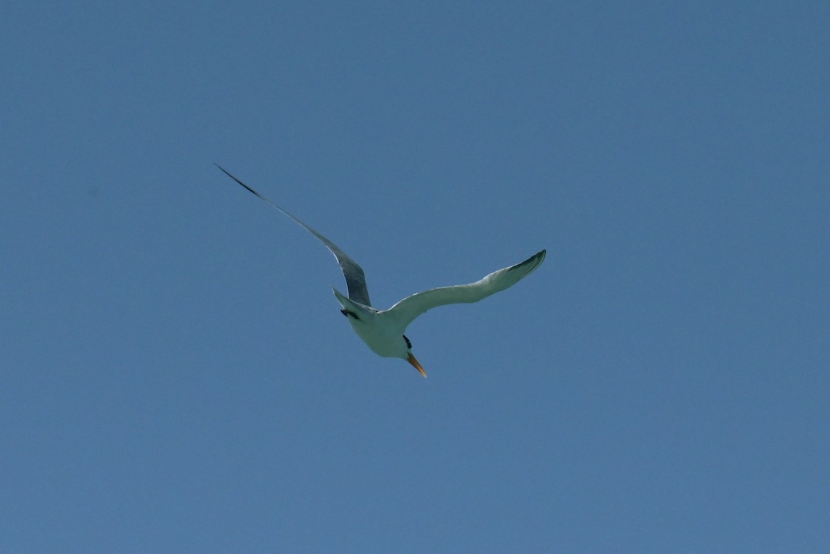 Lesser Crested Tern - ML642049196