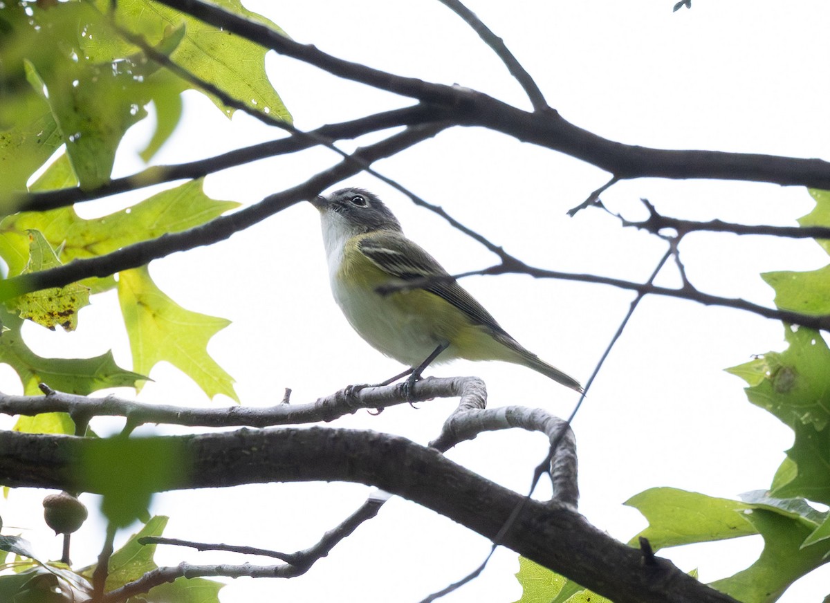 eremittvireo - ML642049208
