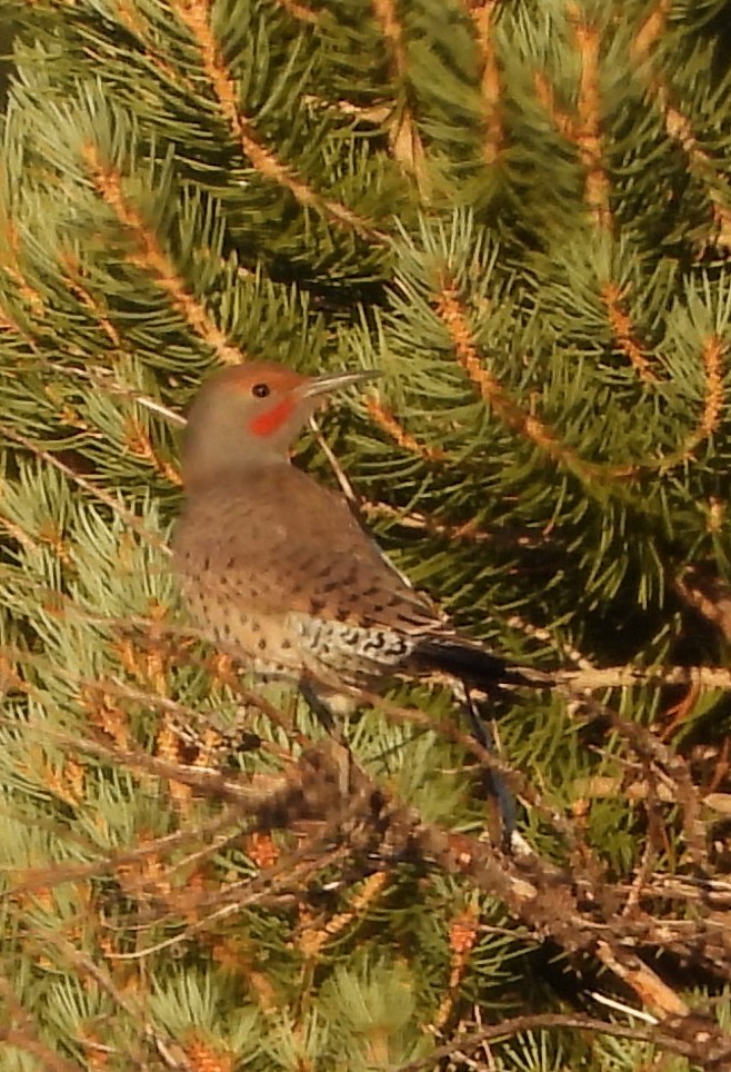 Northern Flicker (Red-shafted) - ML642049233