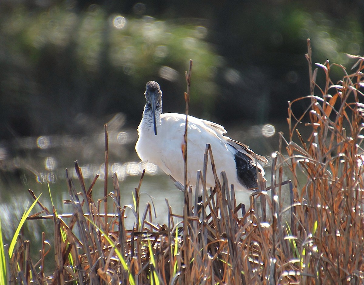 Australian Ibis - ML642049239